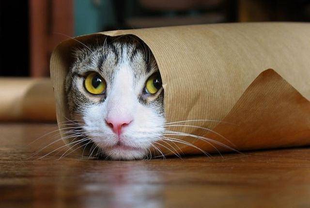 猫咪怎么养才能不臭 6e31f16fe5ad48d499440cd7a0158df9.jpeg