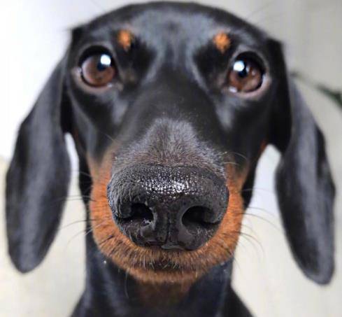 小短腿腊肠犬竟然这么可爱 和小鸡的日常太有趣了 家伙