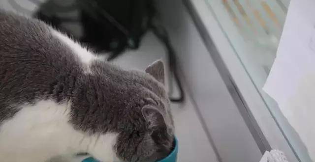 猫的头可以碰水吗 9b65136c7e9749cbadd50b888b0d081a.jpeg