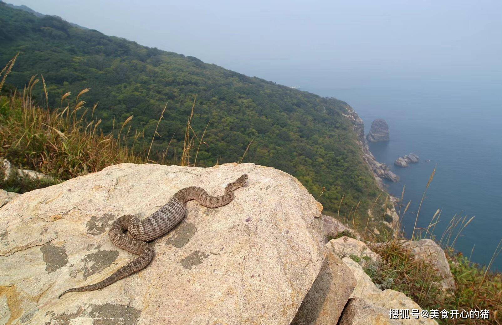 原创中国有个蛇岛:栖息2万条致命毒蛇,已繁衍几千万年