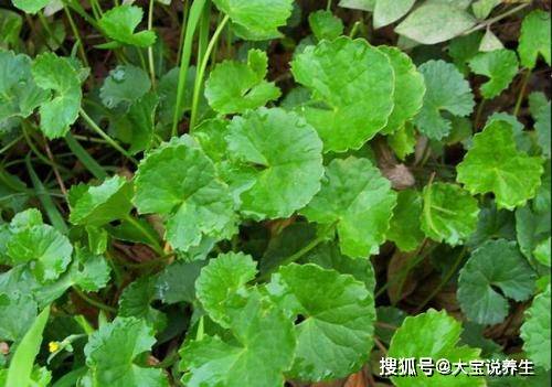 什么菜可以降火最快 e0d821e9ddb048ff9957e2807cab5043.jpeg