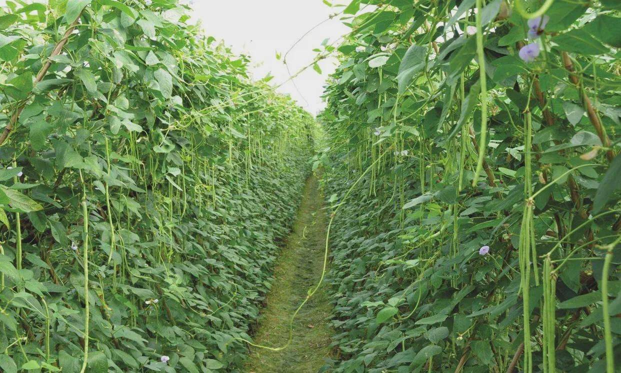 豆角种植过程中各个时期浇水都有讲究豆角花期应该如何浇水