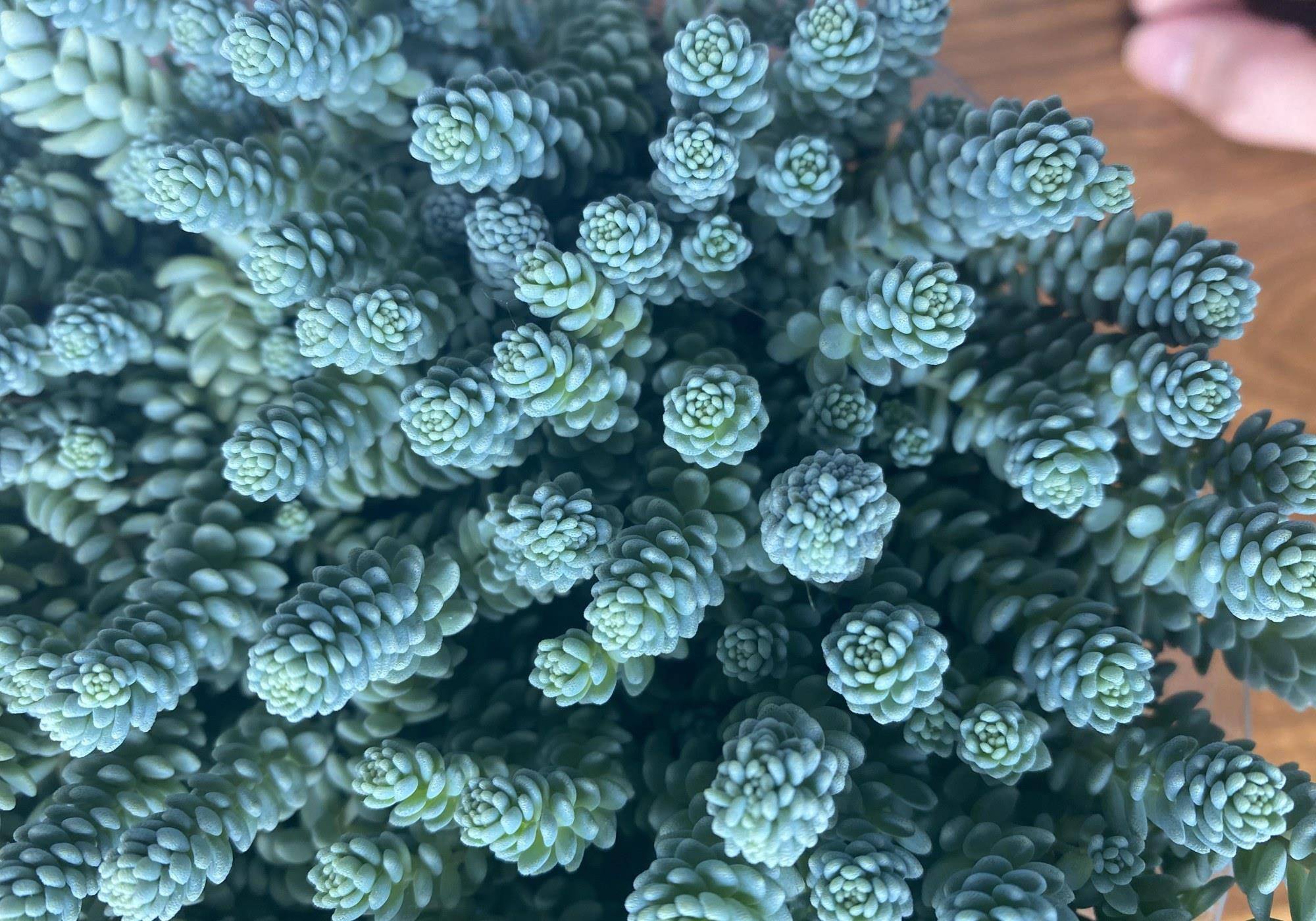 大盆养护的姬星美人之所以难出现紫粉色,我分析主要