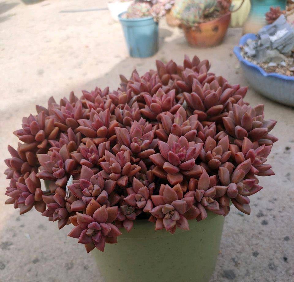 答:姬胧月最后都会变成悬崖桩,如果想要时间快一些