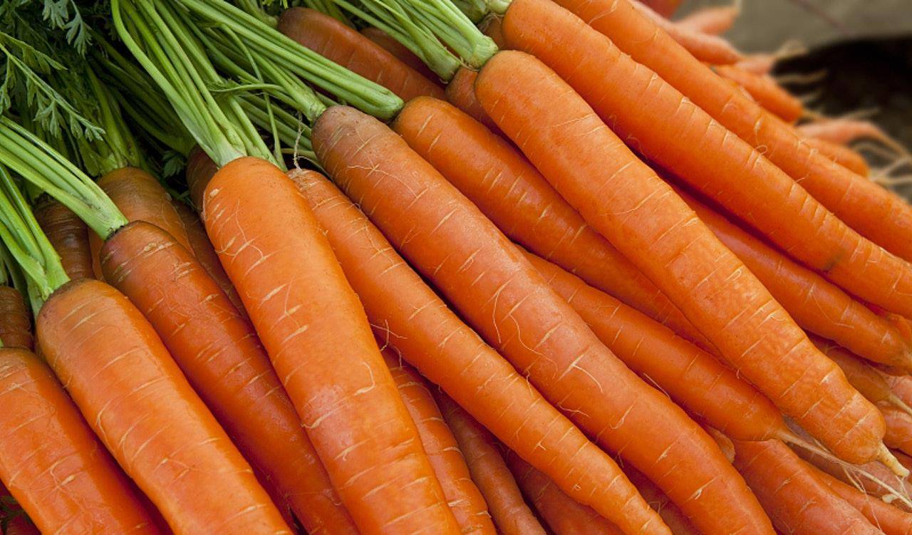 胡萝卜易得什么病害 胡萝卜最严重的病害