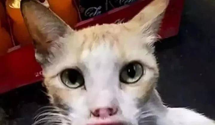 猫的天空之城人均消费_天空之城简谱(2)