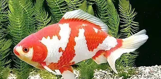 漫谈日本金鱼的经典品种 金鱼的王者 兰寿