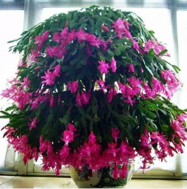 4种花适合养客厅 30795a2cb200448ab5265591c17f44db.jpeg