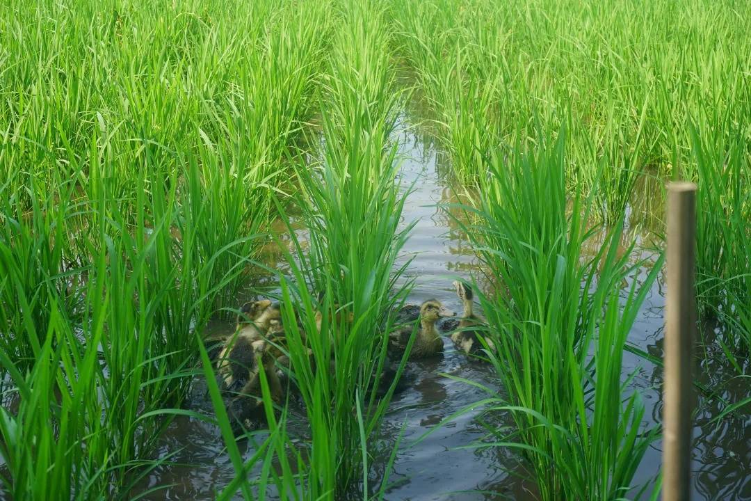 根据当地的特色,引进了天然的水稻生态系统