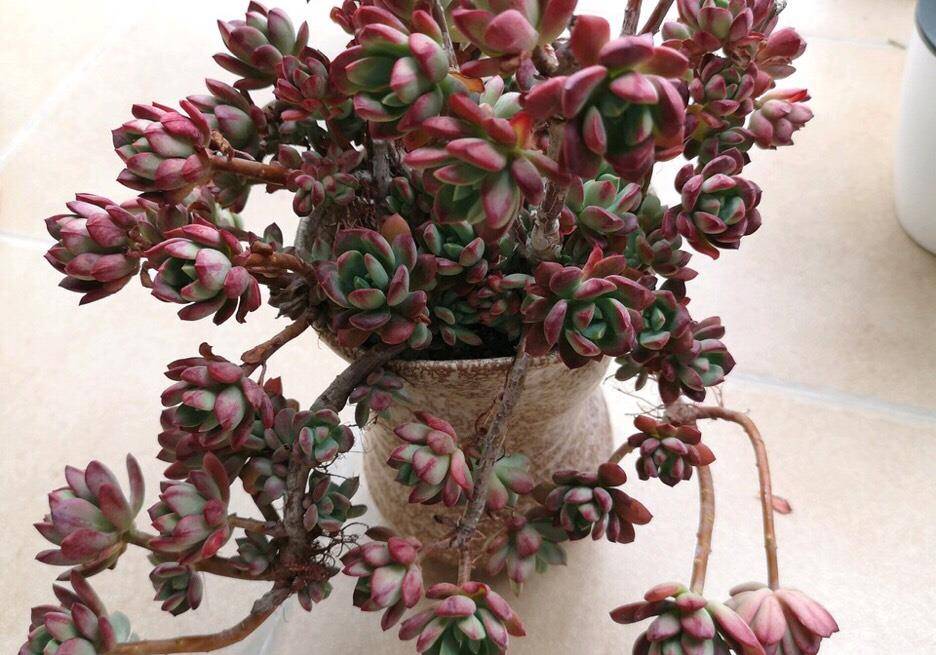 红稚莲多肉植物中的红美人养出状态美翻天红红火火过大年