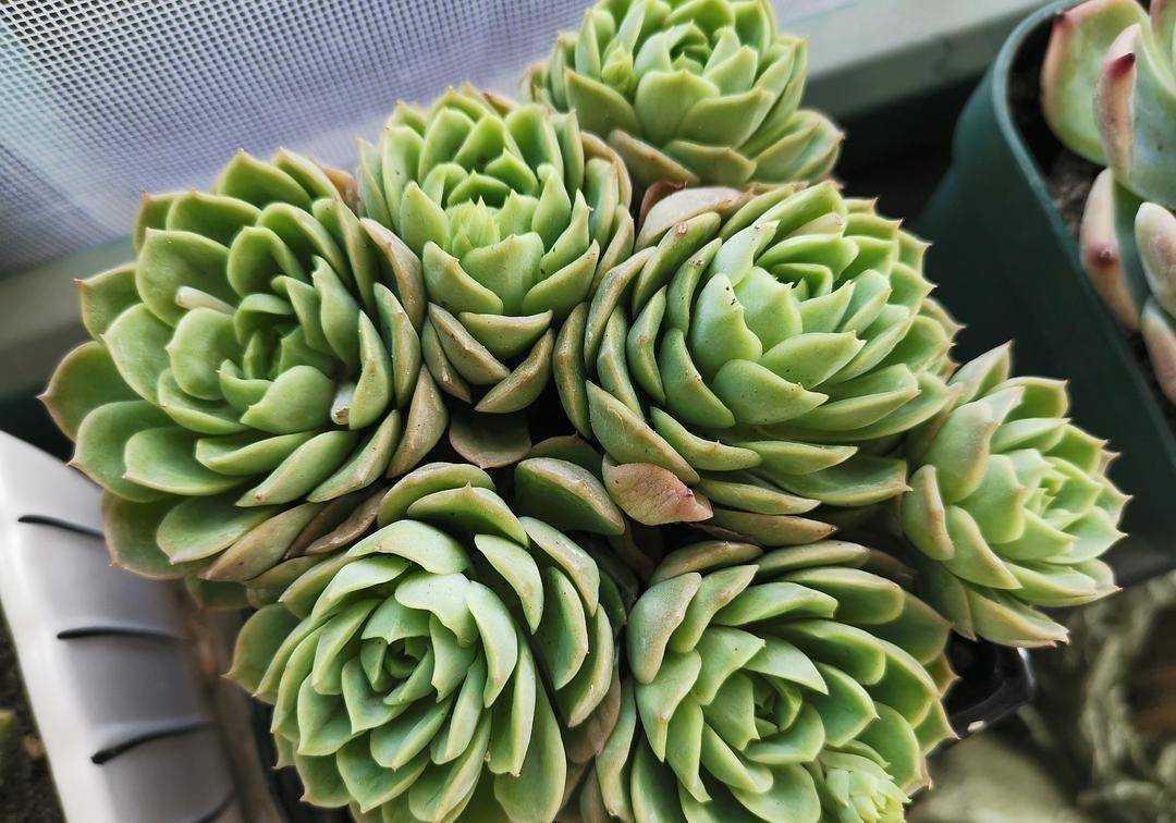 能养出果冻色更好,没状态也不丑的多肉酸橙辣椒,颜色清脆很清新