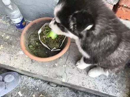 二哈趴在陽台上看風景，當主人看到它腳底踩的東西，頓時嚇壞了 萌趣萌寵 第1张