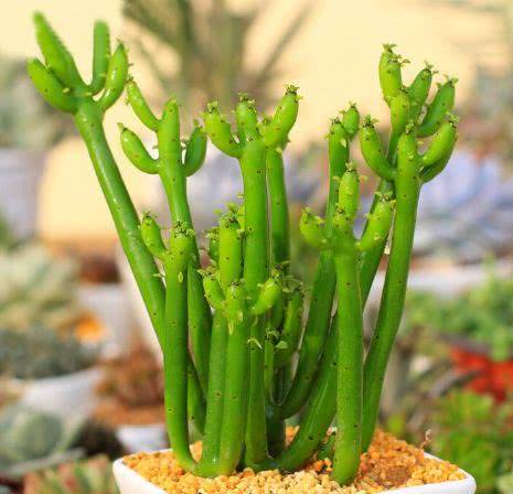 多肉怎么修剪长出来的枝条 ee970befe5c14727ae4c817ce91b3dab.jpeg