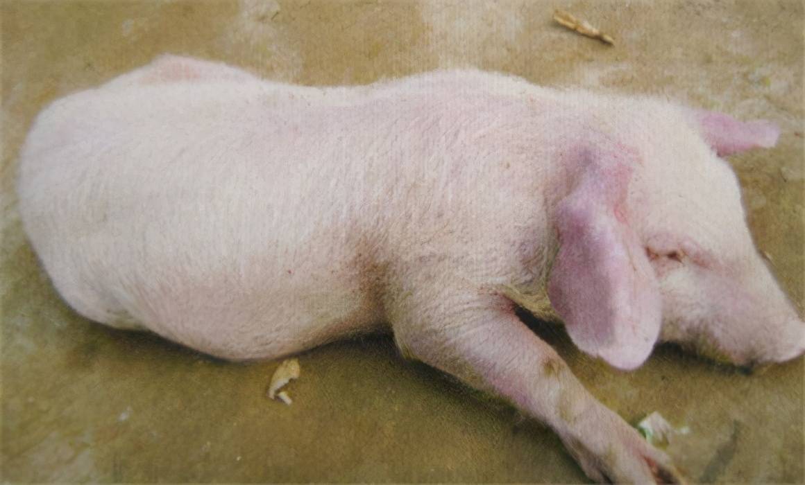 夏季高发人畜共患养猪人要重视猪弓形体