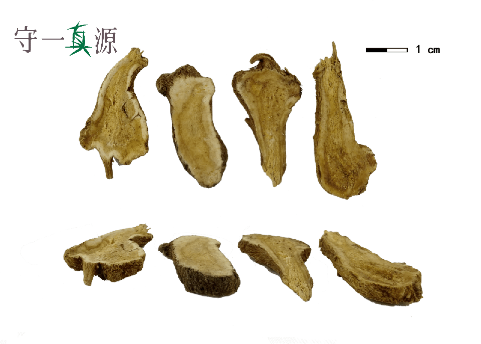 白术显微图片图片