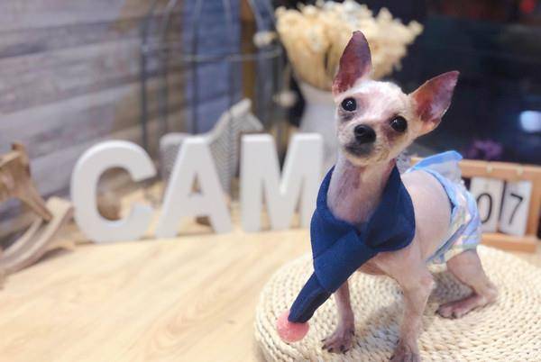 小欧|桃园妈带孩子弃养9年狗 美容师叹:它很亲人