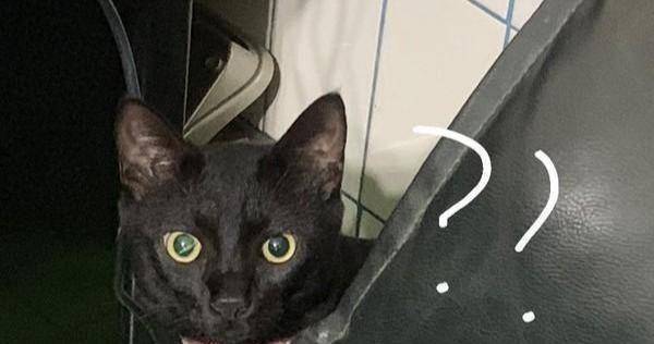 一只猫大概一个月吃多少猫粮 6fb1002492e74ac6ac4e79aa293aa2e6.jpeg