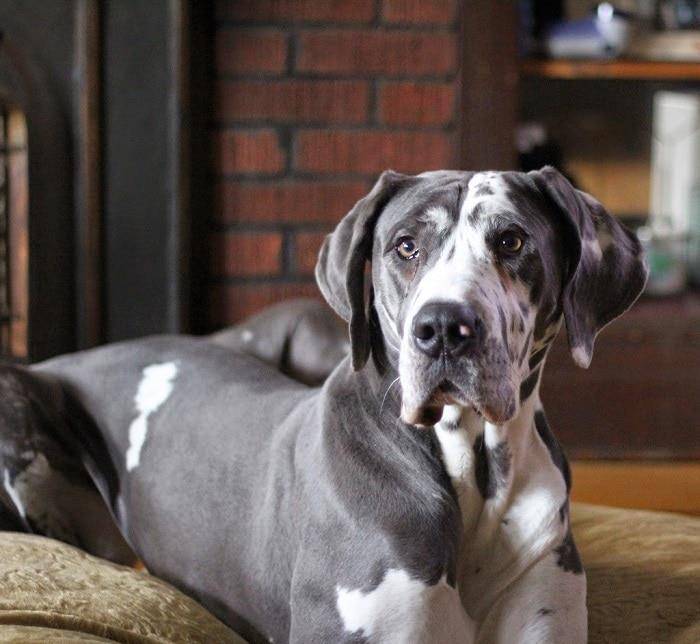 世界上10种最昂贵的犬种网友 买完之后瞬间回归 主页 世界上10种最昂贵的犬种网友 买完之后瞬间回归 主页