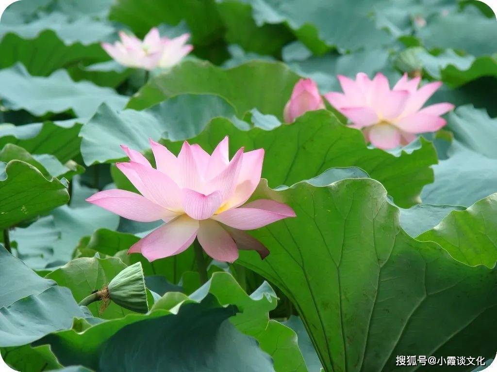 君生我未生曲谱_君生我未生硬笔图片