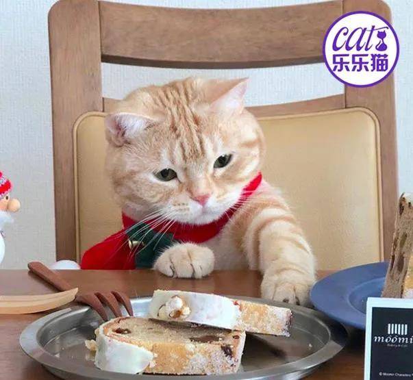 猫咪怎么喂才健康 98ab6b97516741e592f71219396cbef6.jpeg