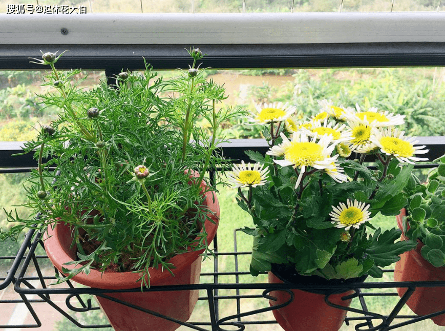 怎么养花不死又好看 e741070581f446019334c9675efc6632.png