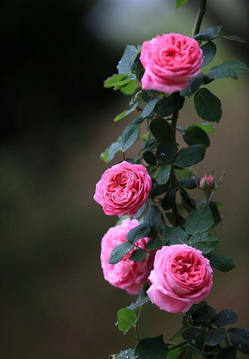 六旬阿姨的退休生活 40平院子种满月季 花开时如诗如画 开花