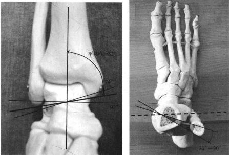 a,極度旋前背屈位; b,極度旋前蹠屈位; a,極度旋後背屈位; b,極度旋