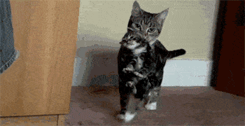 5d08c013726649bf80cec0af6a94ea2b.gif