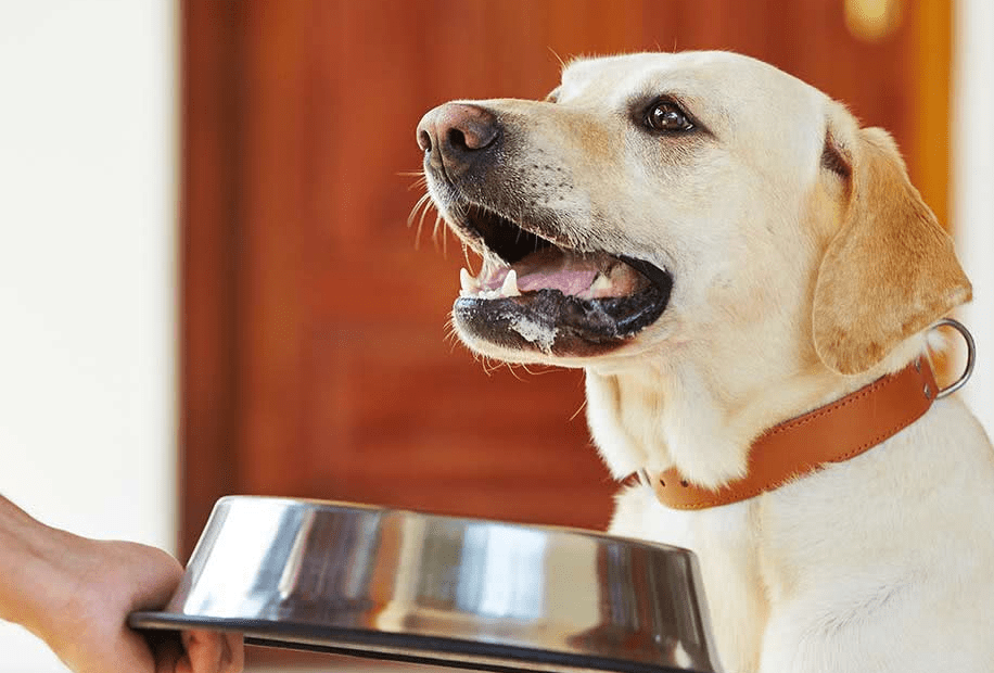 狗为啥不能吃肉 6f1c4ca27573403c8b908b5896a546e3.png