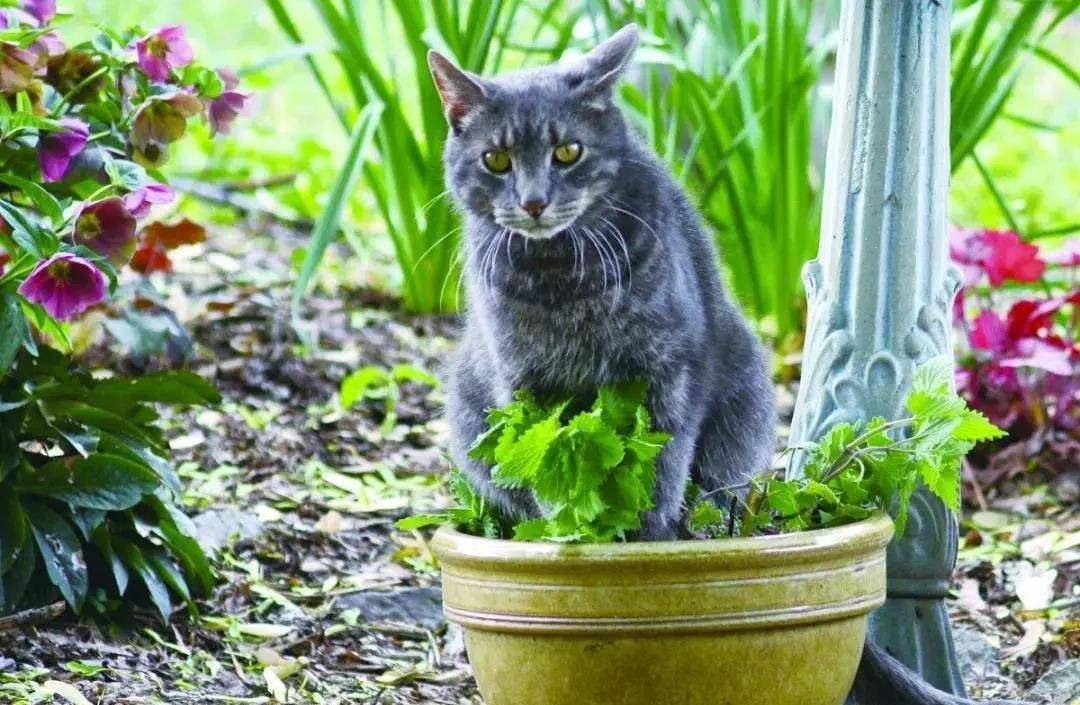 怎么给猫喂金钱草 c689d707dc564a068eac8c2af0a381f8.jpeg