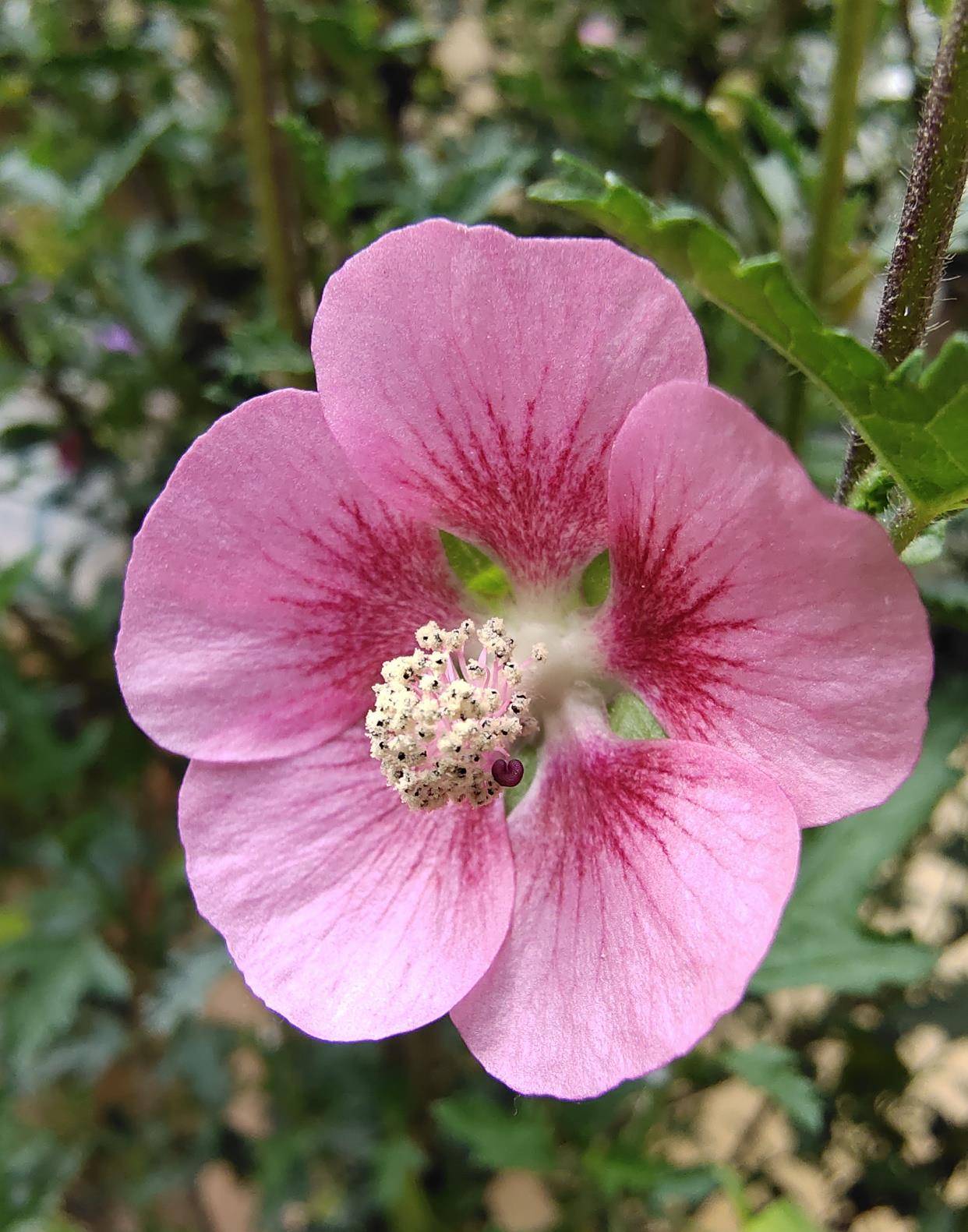 养好小木槿牢记养殖顺口溜新手也能变高手