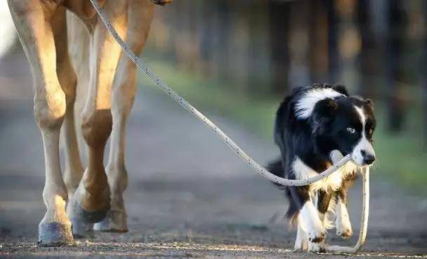 智商排名第一的狗_狗智商排名(2)