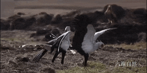 南非两只蛇鹫联手捕捉野兔大长腿连续猛踩吓得老鹰都不敢抢食