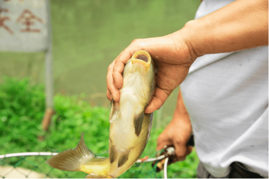 诗画禾丰品富硒好鱼