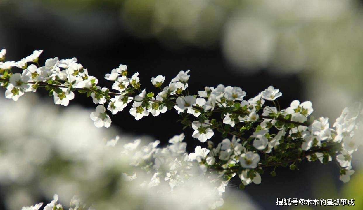6月 旧爱重现彻夜未眠 喜鹊盘旋 复合有望 属狗