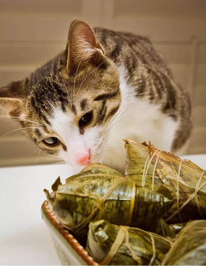 端午来临之际,切忌随便给宠物吃粽子!