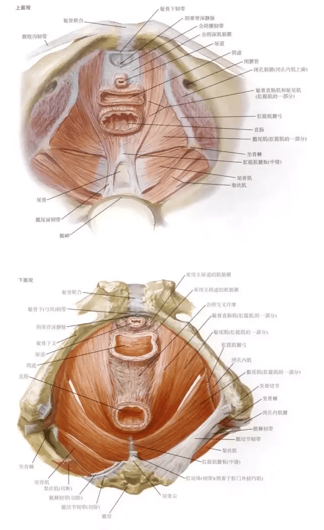 盆底肌群的介绍