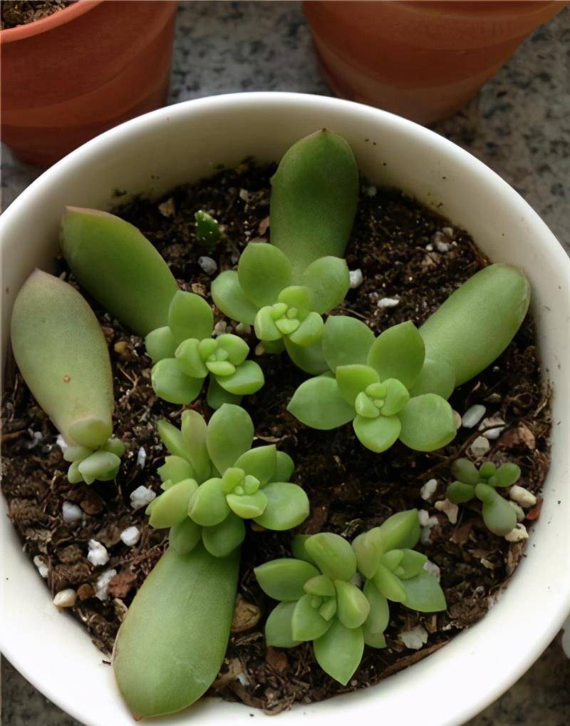 多肉叶插苗怎么养殖 4b59c77a7e8241b2aada58e0d4f43787.jpeg