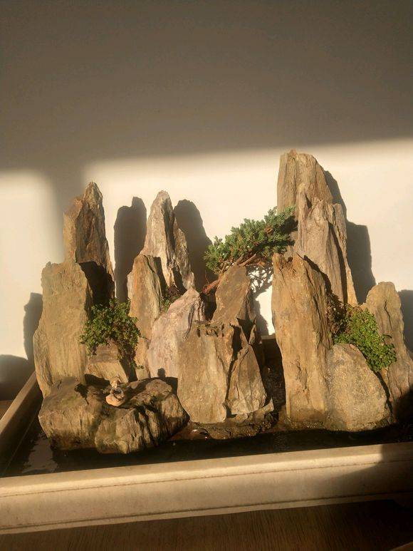 原创花市卖的盆景假山美到眼馋山上捡点它回家自己就能做一堆
