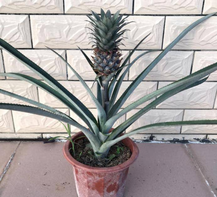 凤梨要每年种植吗 6666e979e5a74adb837c72315c93116a.jpeg