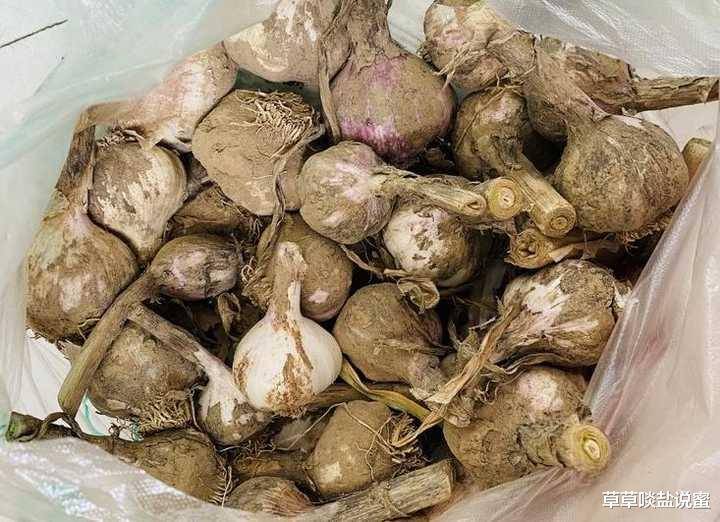 蒜头怎么腌制最好吃呢 6fd198950dce43a9a5f3b2e15fe598be.jpeg