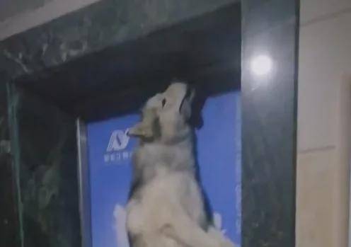 “惊悚”视频在网络上传疯了：狗子在电梯里上吊,狗子,狗狗,主人,第4张