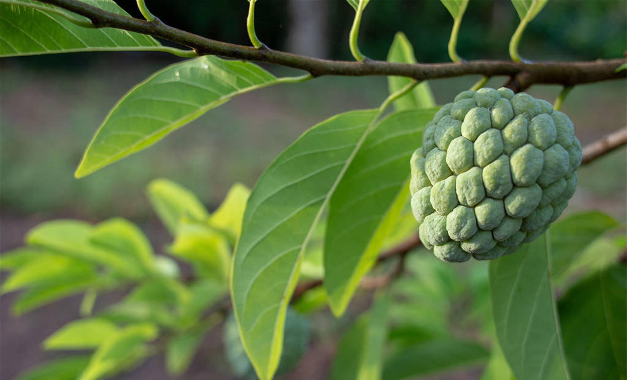 有院子就种棵佛陀果,挂果时很漂亮,味道比荔枝还甜