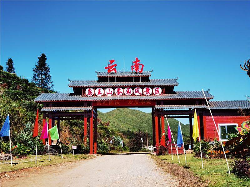 富宁鸟王山茶园风景区——不负夏日,不负你