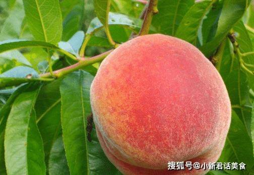 桃子怎么挑选好卖 40b558f5d6da400691551c53396a9587.jpeg