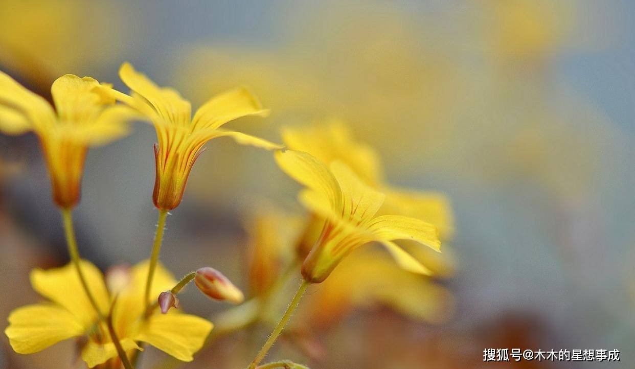 6月 爱而不得 走出困境 看淡一切 不再强求 新欢变真爱 属狗