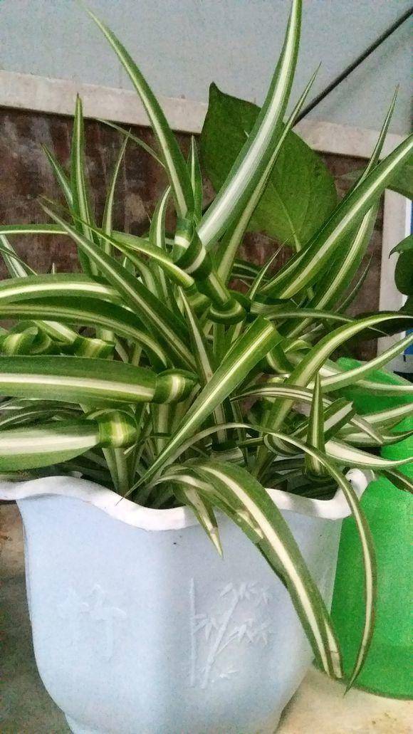 原创冬季耐寒植物卷叶吊兰来一盆新手更加容易养