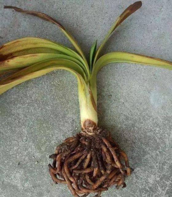 原创养了好几年的君子兰结果今年一入冬就烂立马急救还能活