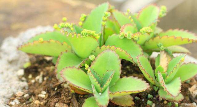 不死鸟多肉能吃吗 90f66504ebfb483ba4dcd3481d8b7026.jpeg