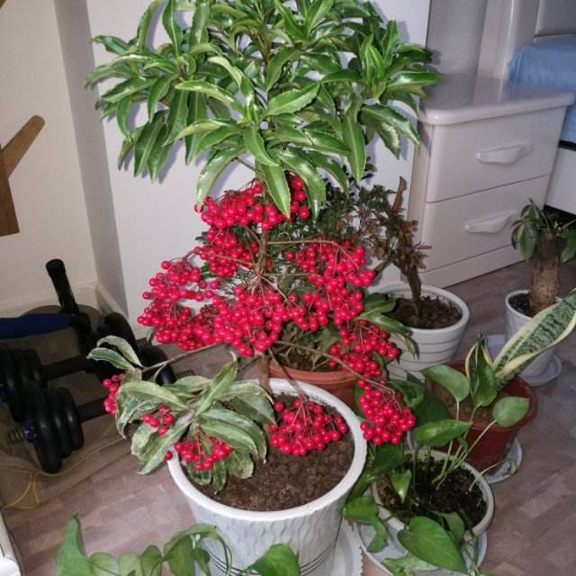 富贵籽能够结出满树的红果子,看起来特别的讨人喜欢,而且花期也非常长